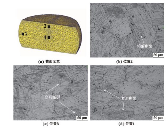 圖３ 在９８０ ℃、應(yīng)變速率為０．０１０s－１下壓縮至應(yīng)變量為３０％后GH４１６９合金不同區(qū)域的顯微組織